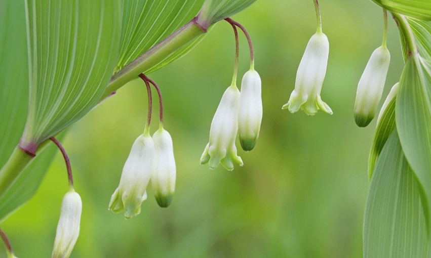 둥글레차 효과 - 4