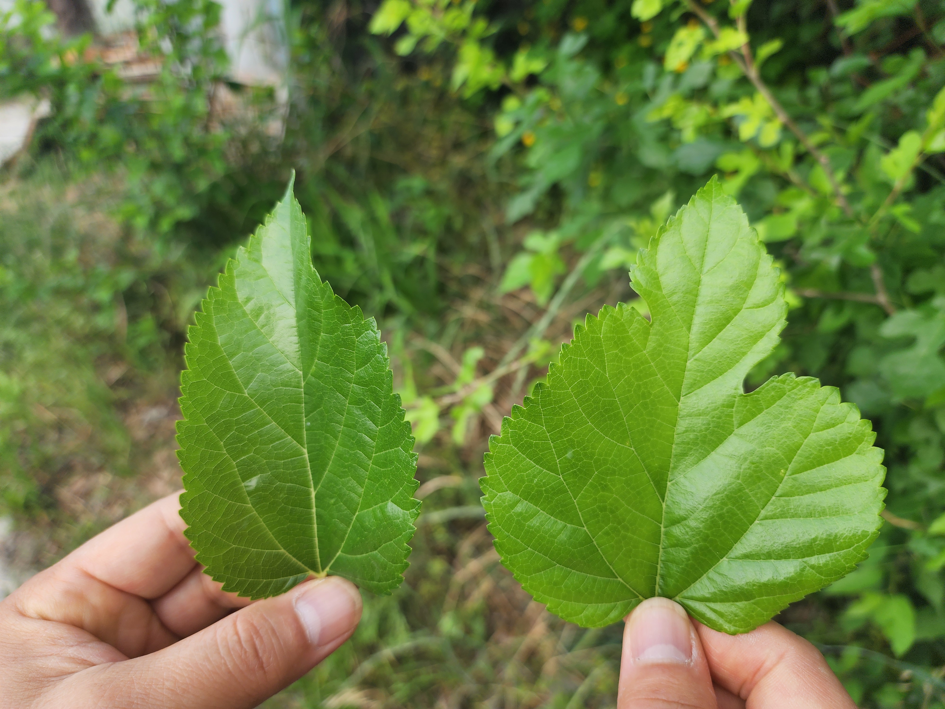 오디 - 열매 특징&amp;#44; 효능&amp;#44; 부작용&amp;#44; 먹는 법&amp;#44; 활용법&amp;#44;꽃말&amp;#44; 재배 방법