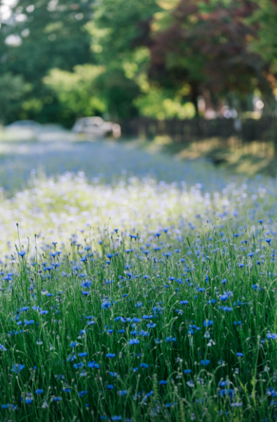 수원탑동시민농장4