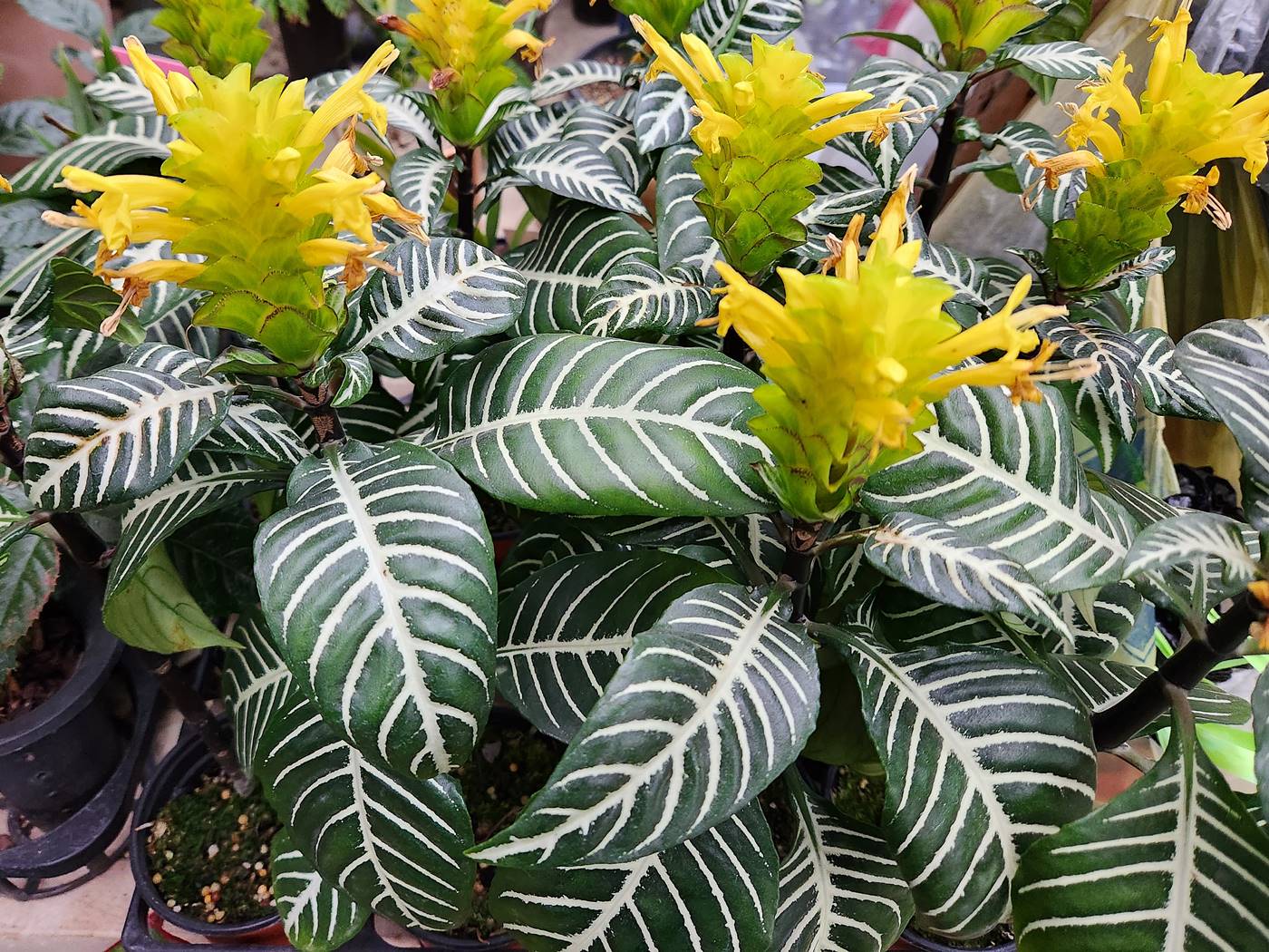 아펠란드라 Aphelandra