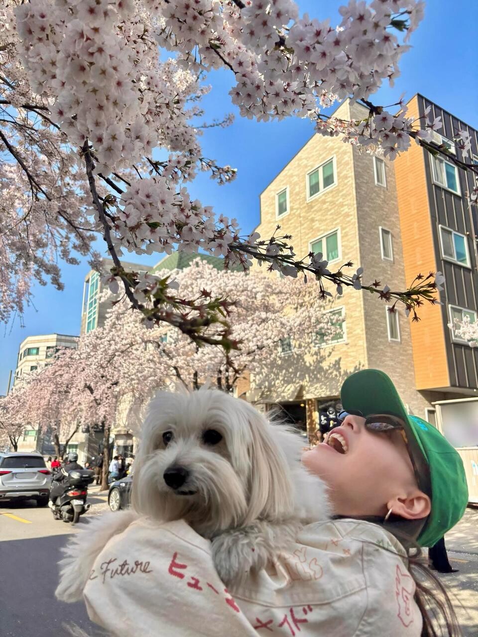 봄철 꽃가루 속에서 산책하는 강아지 모습