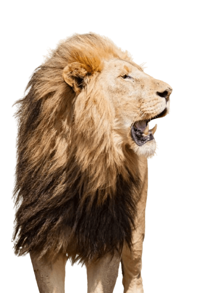 무료누끼따기사이트추천최고의선택은