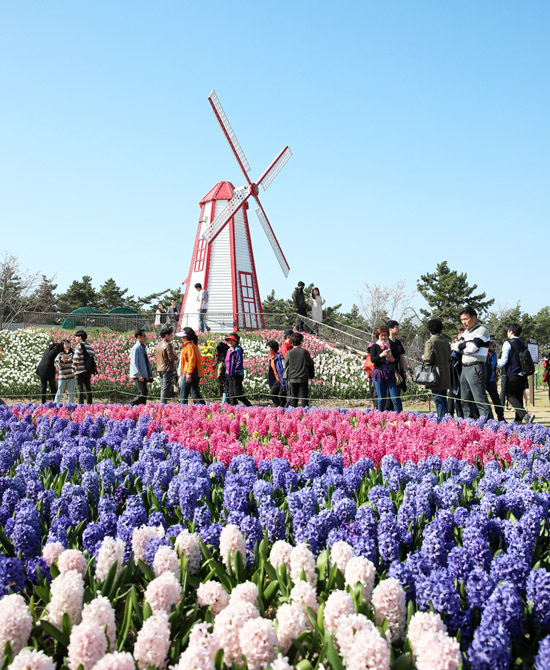 태안 튤립축제