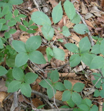 더덕 효능과 부작용 고르는법 칼로리 갱년기