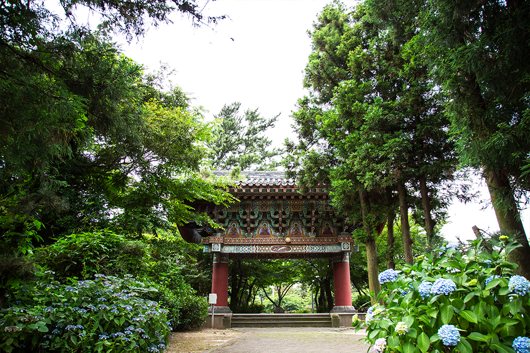 제주 남국사 수국길 완벽 가이드: 개화 시기, 포토존, 교통 총정리