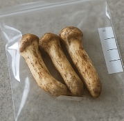송이버섯 효능