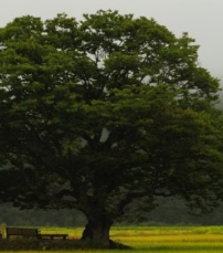 젊은 느티나무 관련 이미지