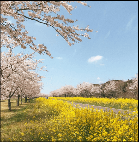 24년-유채꽃-개화시기-유채꽃명소-안내