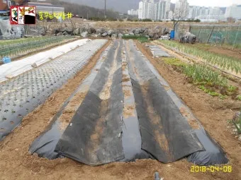 멀칭 필수 가이드 비닐 왕겨 볏짚 잡초 수분관리 효과_32