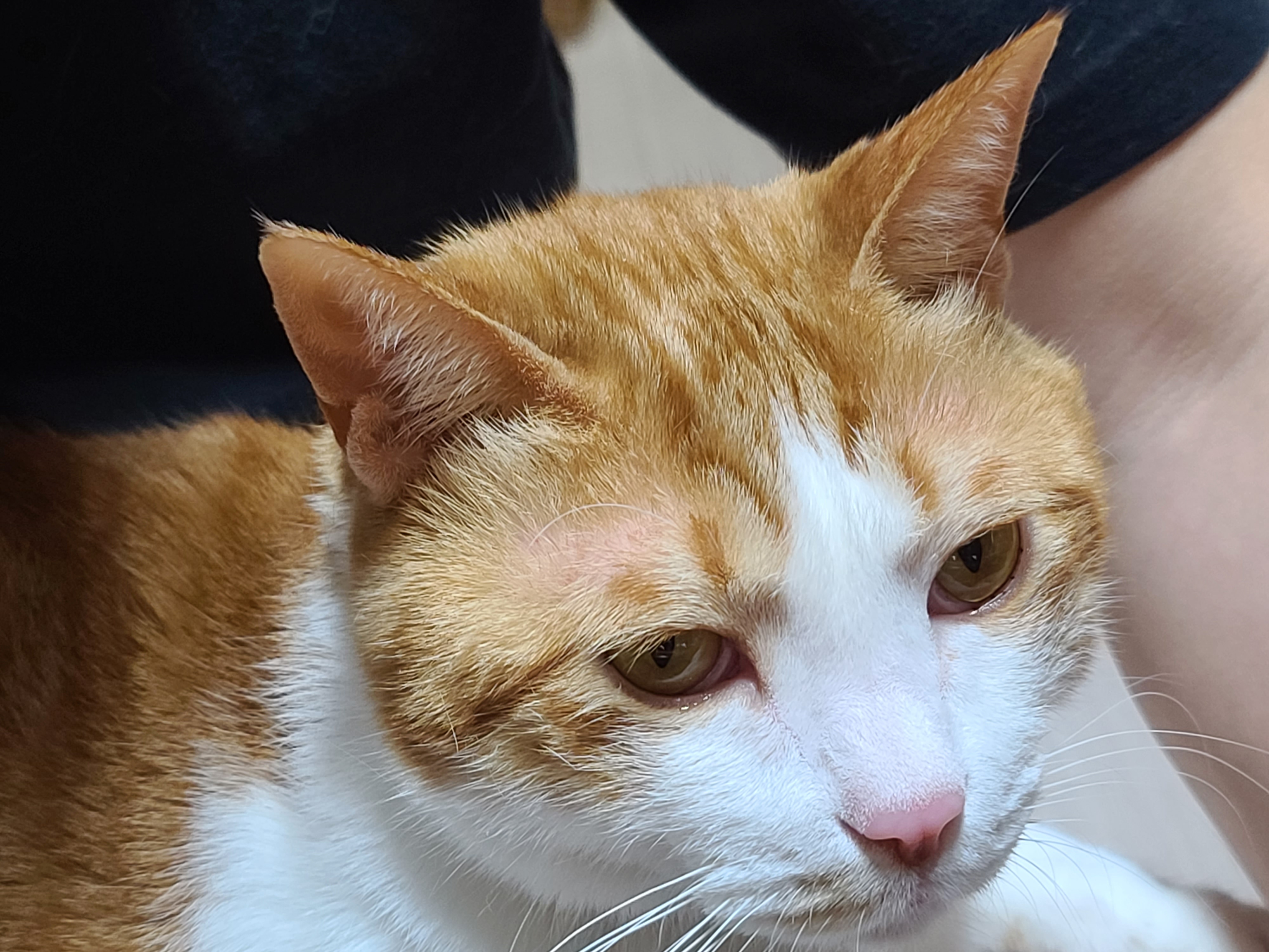 덤벙대다 상처난 막둥이 (feat. 아이폰사진VS갤럭시사진)