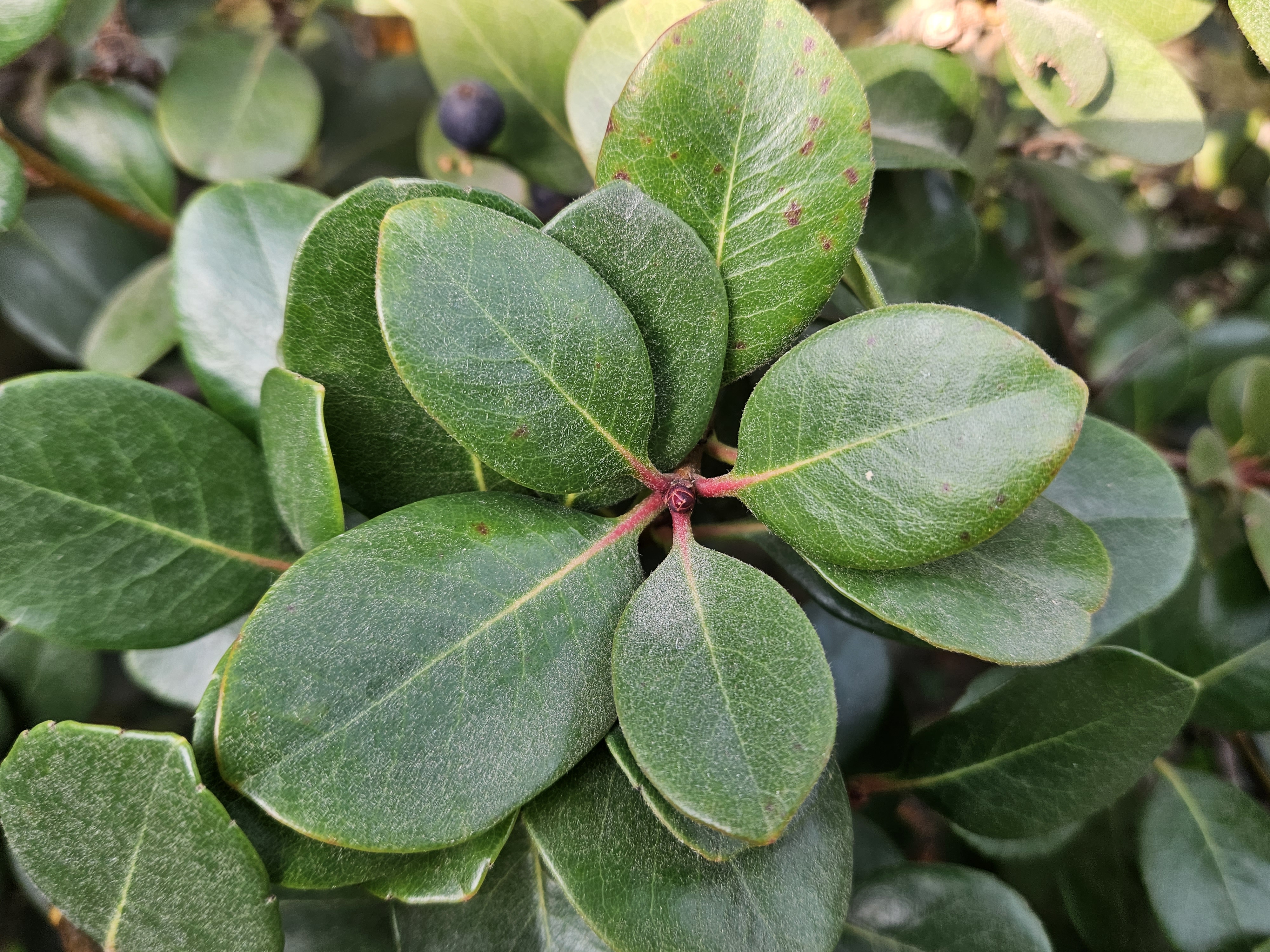 다정큼나무 잎2