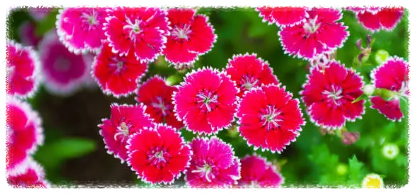 패랭이꽃 봄에 피는 아름다운 꽃