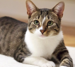 고양이가 토하는 이유