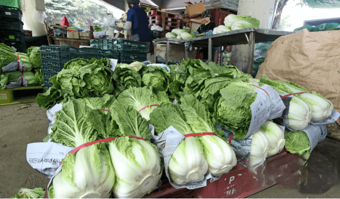 괴산 순창 해남 절임배추 산지 전경