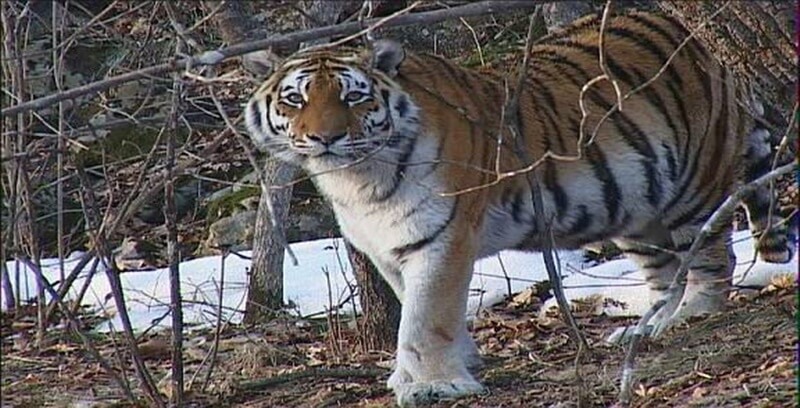 호랑이 꿈해몽 10가지 정리.네번째