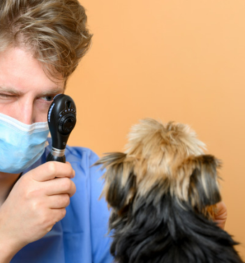 강아지 녹내장 증상, 수술 필수인가? 예방 및 치료법 한 번에 정리