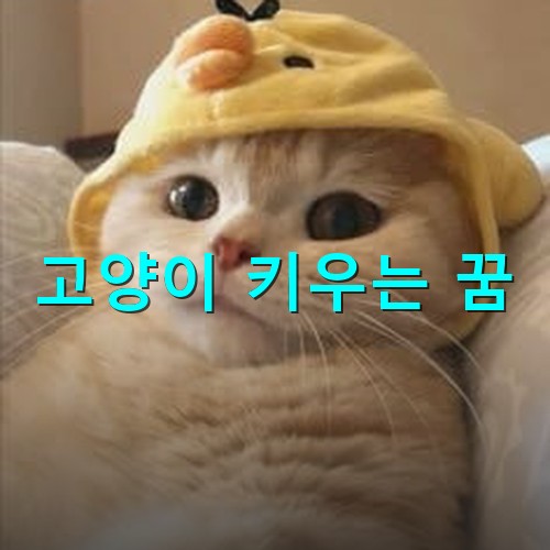 노랑-고양이가-예쁜-노랑모자를-쓰고-소파웨-누워있는-모습