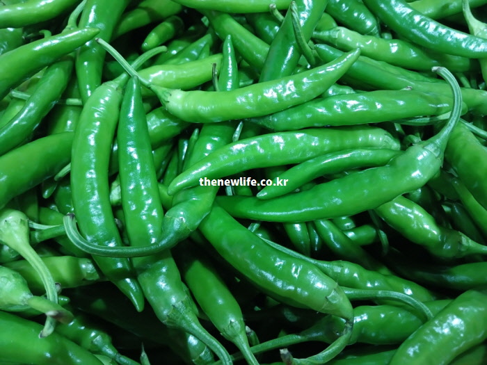 과보다 20배 많은 비타민C와 베타카로틴 성분으로 바이러스를 차단하고 감기를 예방하는 청양고추 실물