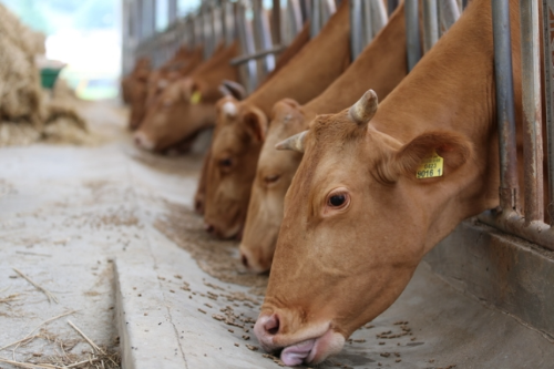 알트태그-한우들이 축사에서 사료를 먹고 있습니다.