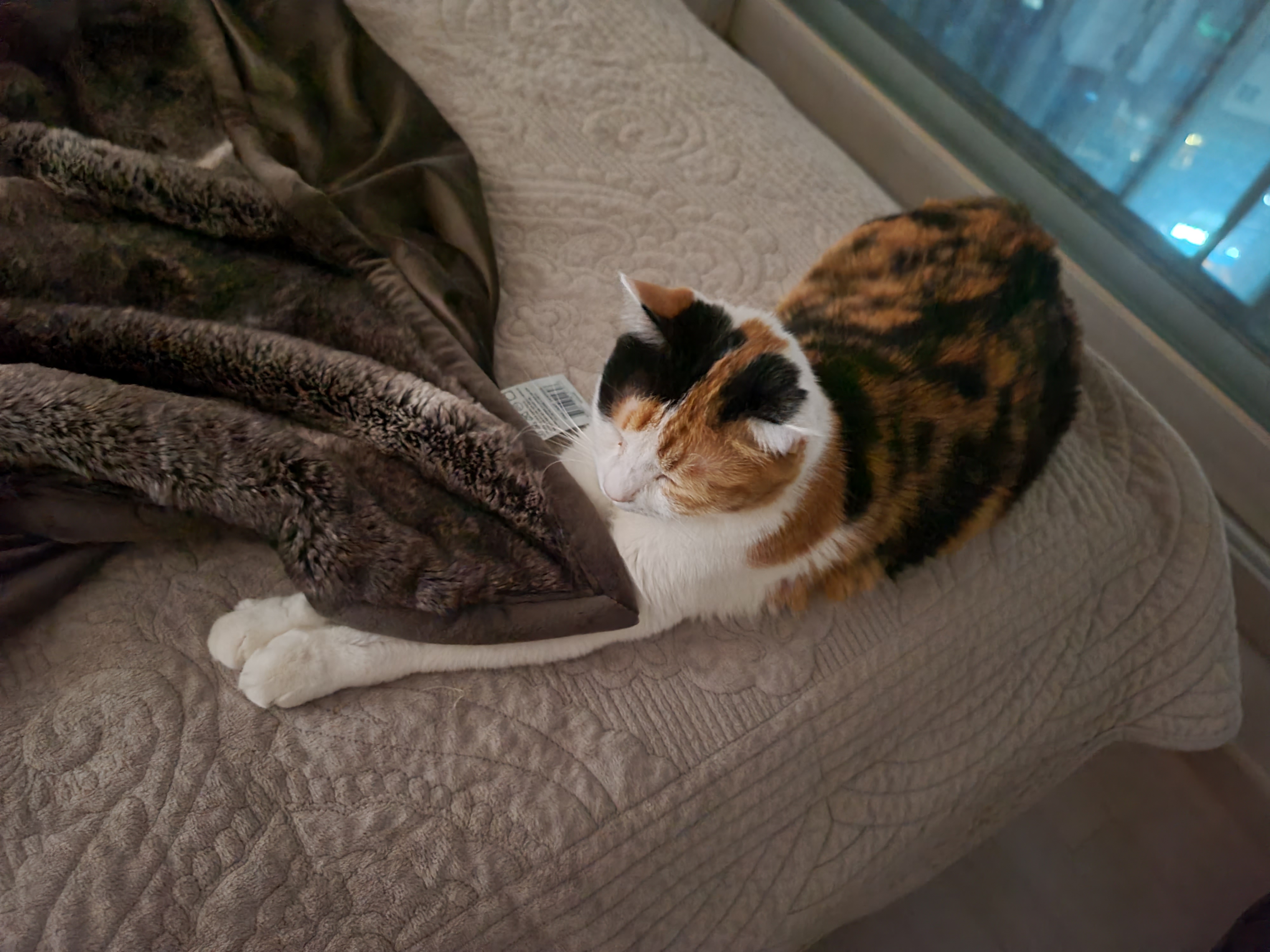 지난밤.. 허술했던 요미의 앞발찜질