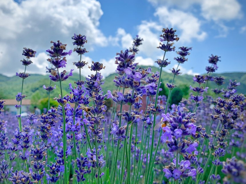 고성 라벤더 마을 축제