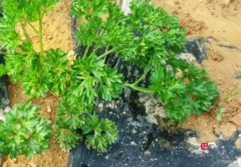 파슬리 재배 반그늘 재배 잎 따기 잦은 수확_31