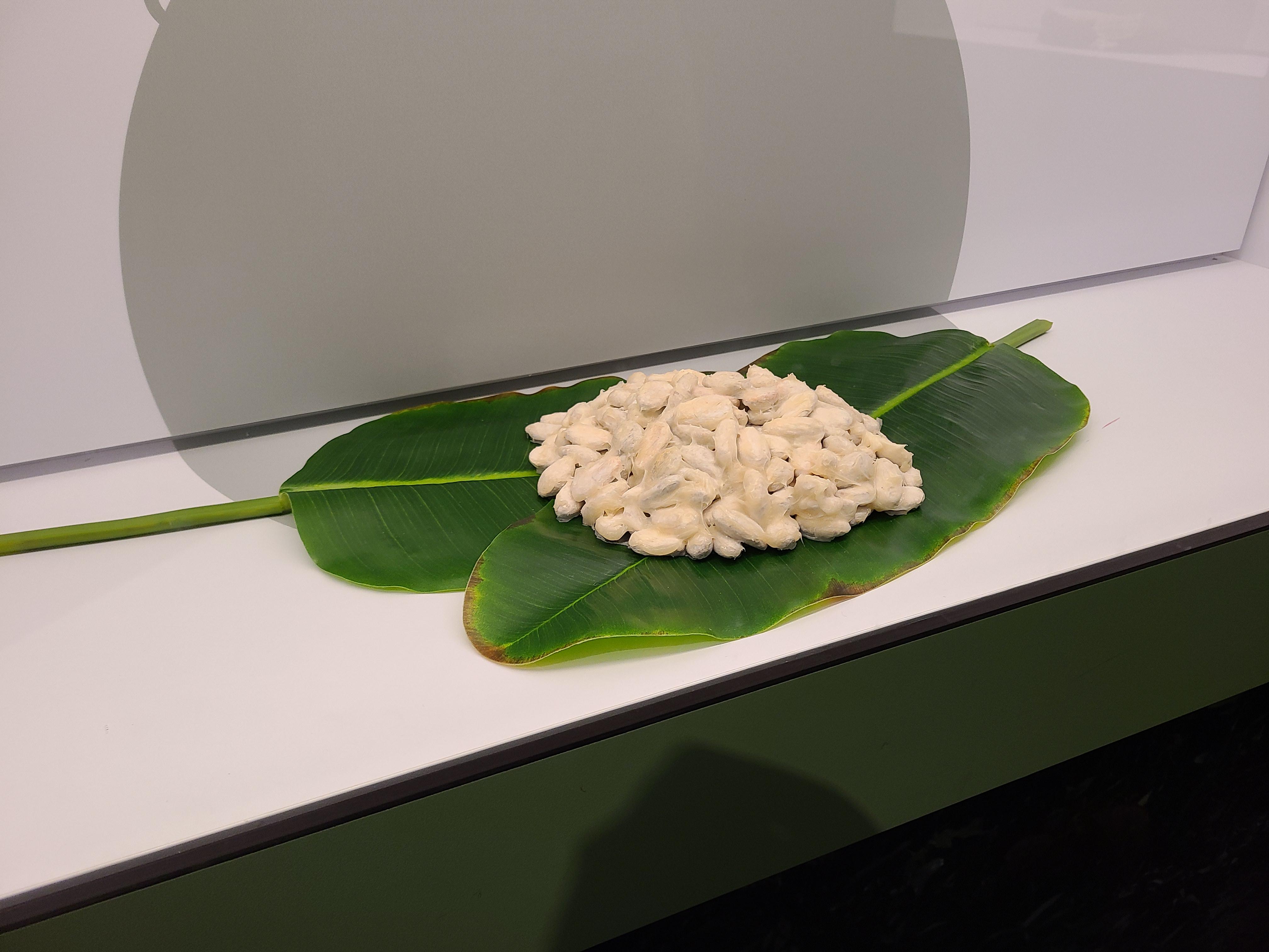 쾰른 임호프 초콜릿박물관 카카오 열매 씨앗