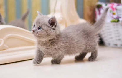 먼치킨 고양이/출처:어도비스톡