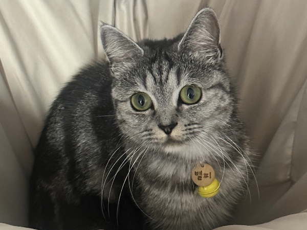 고양이 순우리말 이름인 '별찌'라는 이름표를 달고 있는 회색 고양이 사진
