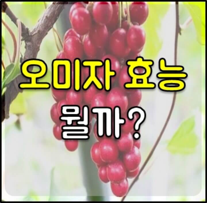 오미자 효능 썸네일