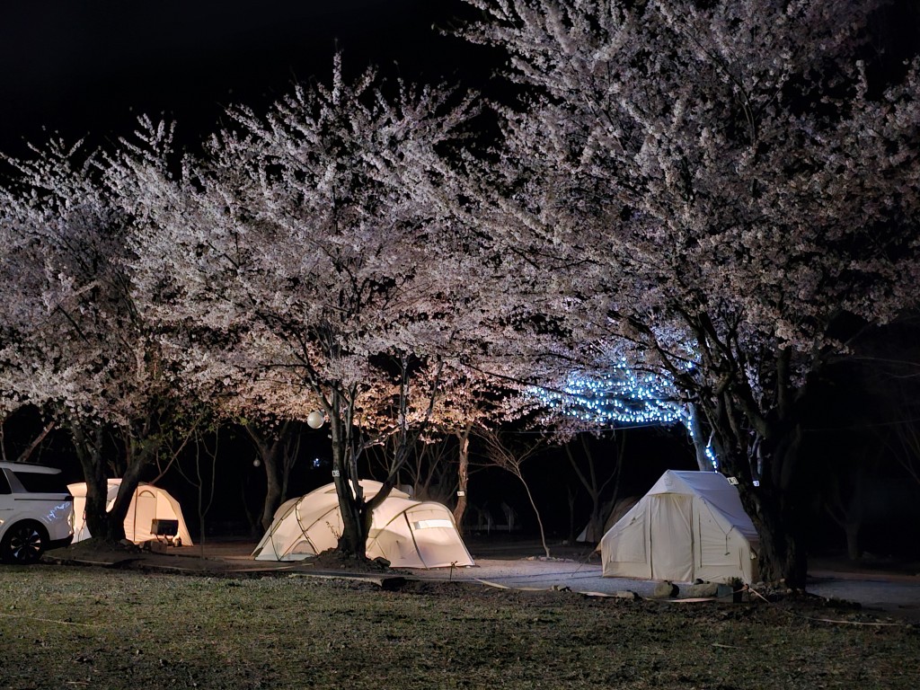 벚꽃 야간 캠핑