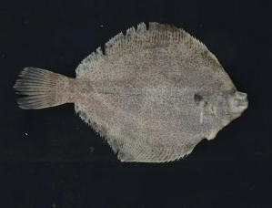 5월-제철-해산물-도다리