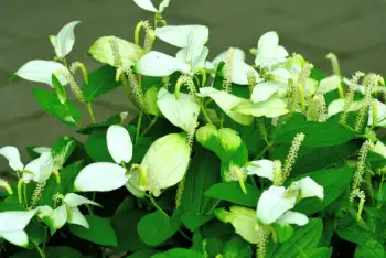 삼백초 효능 및 영양성분&amp;#44; 주의점