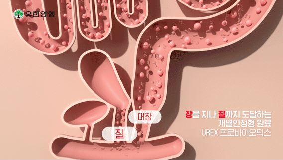 엘레나-질유산균-효능
