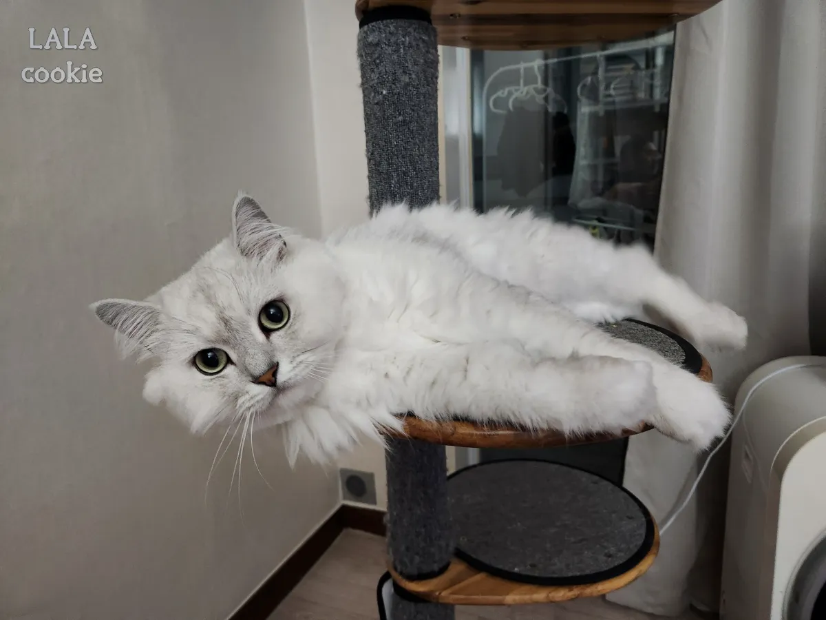 고양이-눈병-결막염-각막염-완치한-고양이-캣타워에서-쉬는-중