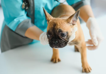 진료중인 강아지