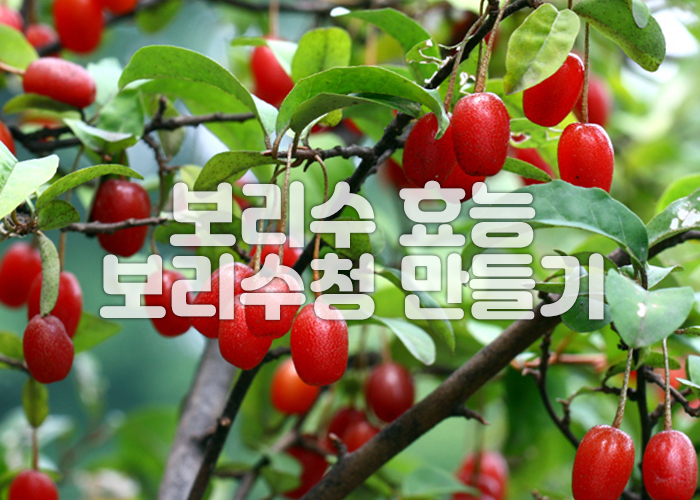 보리수 나무에 열매가 주렁주렁 열려있다.