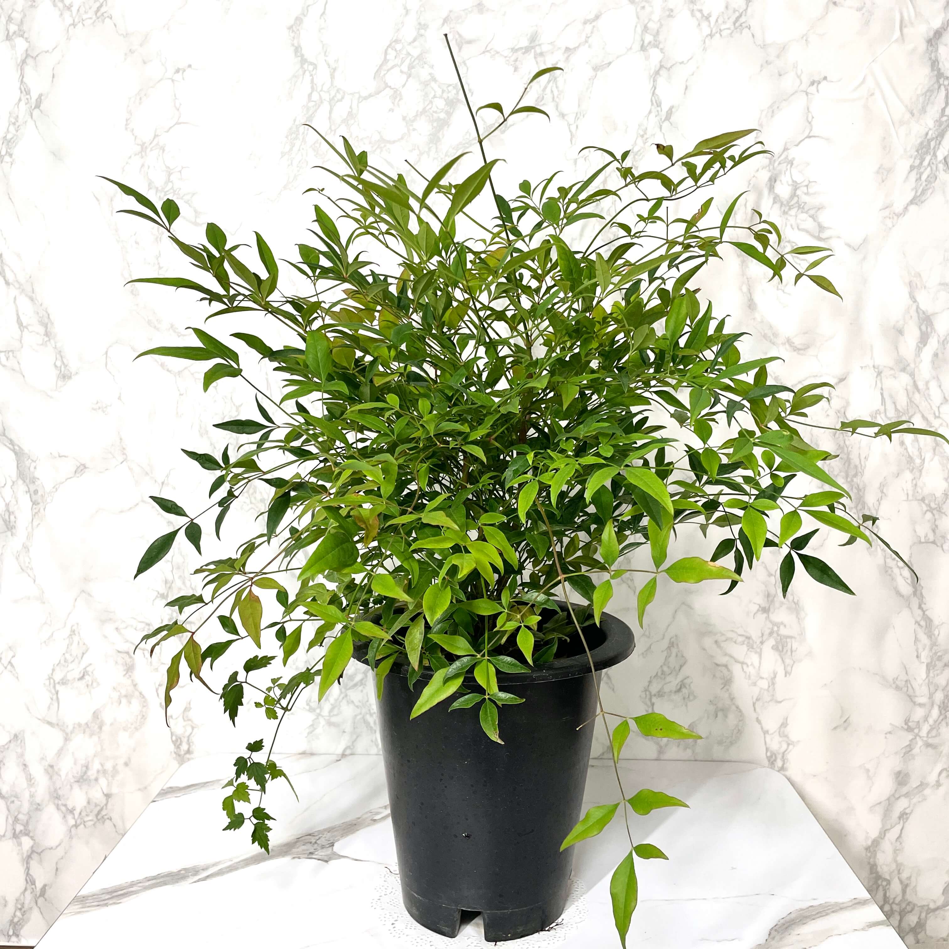 남천 나무 키우기