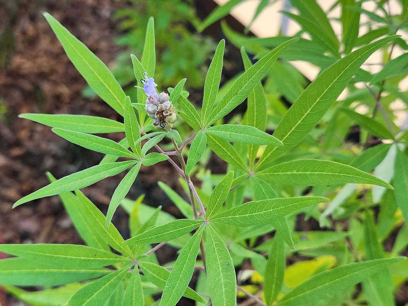 바이텍스(Vitex)
