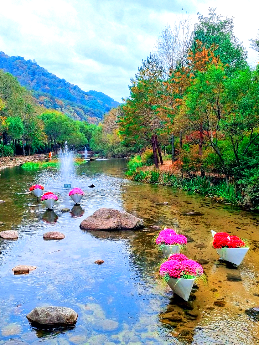 다시 찾아간 2024 인제 가을꽃축제: 국화, 야생화, 수변산책로, 숲 속 꽃길의 매력