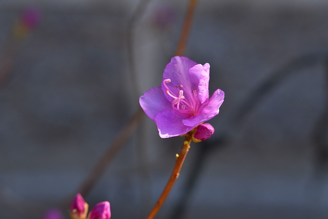 황매산 철쭉 축제 개화시기