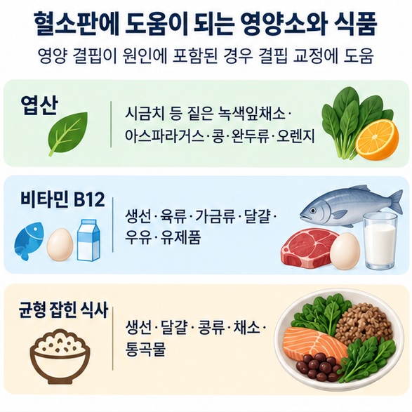 엽산 식품과 비타민 B12 식품을 혈구 생성에 필요한 영양소로 구분해 정리한 이미지