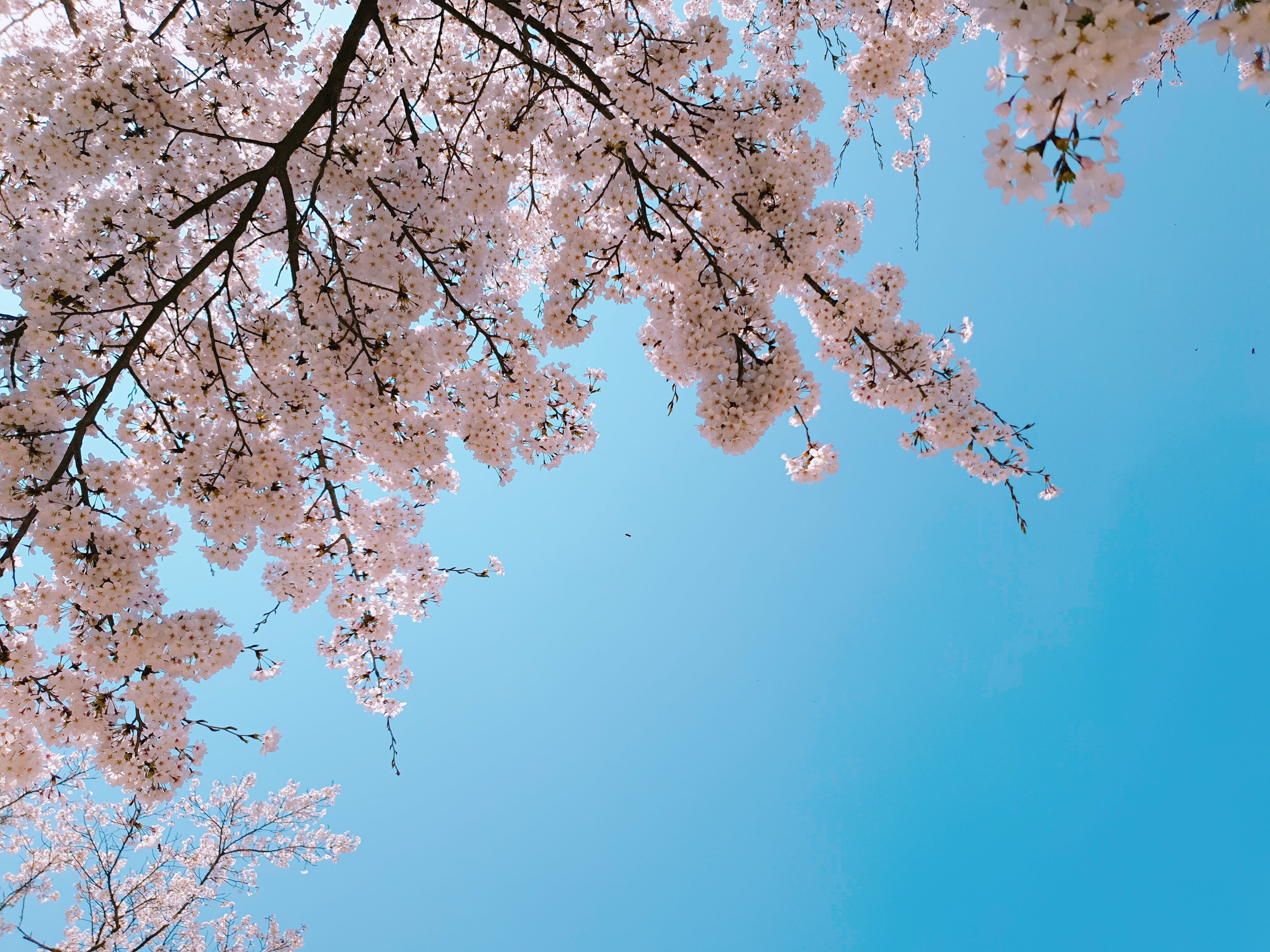 제주공항 가까운 벚꽃명소