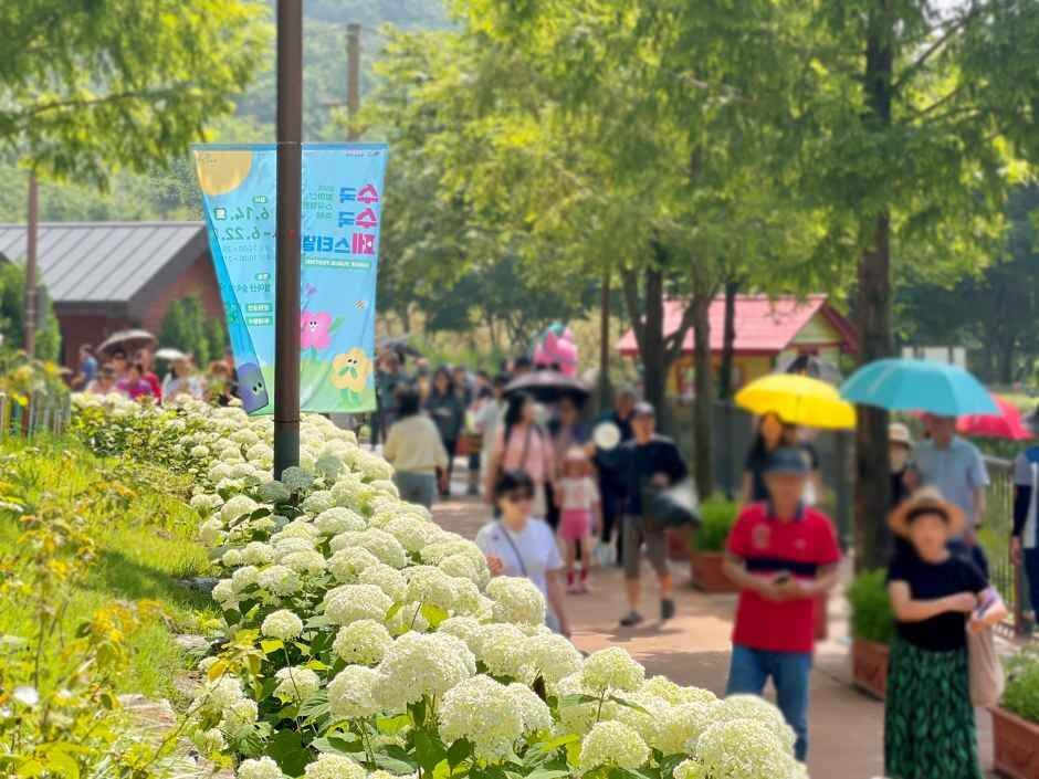 월아산 수국 수국 페스티벌