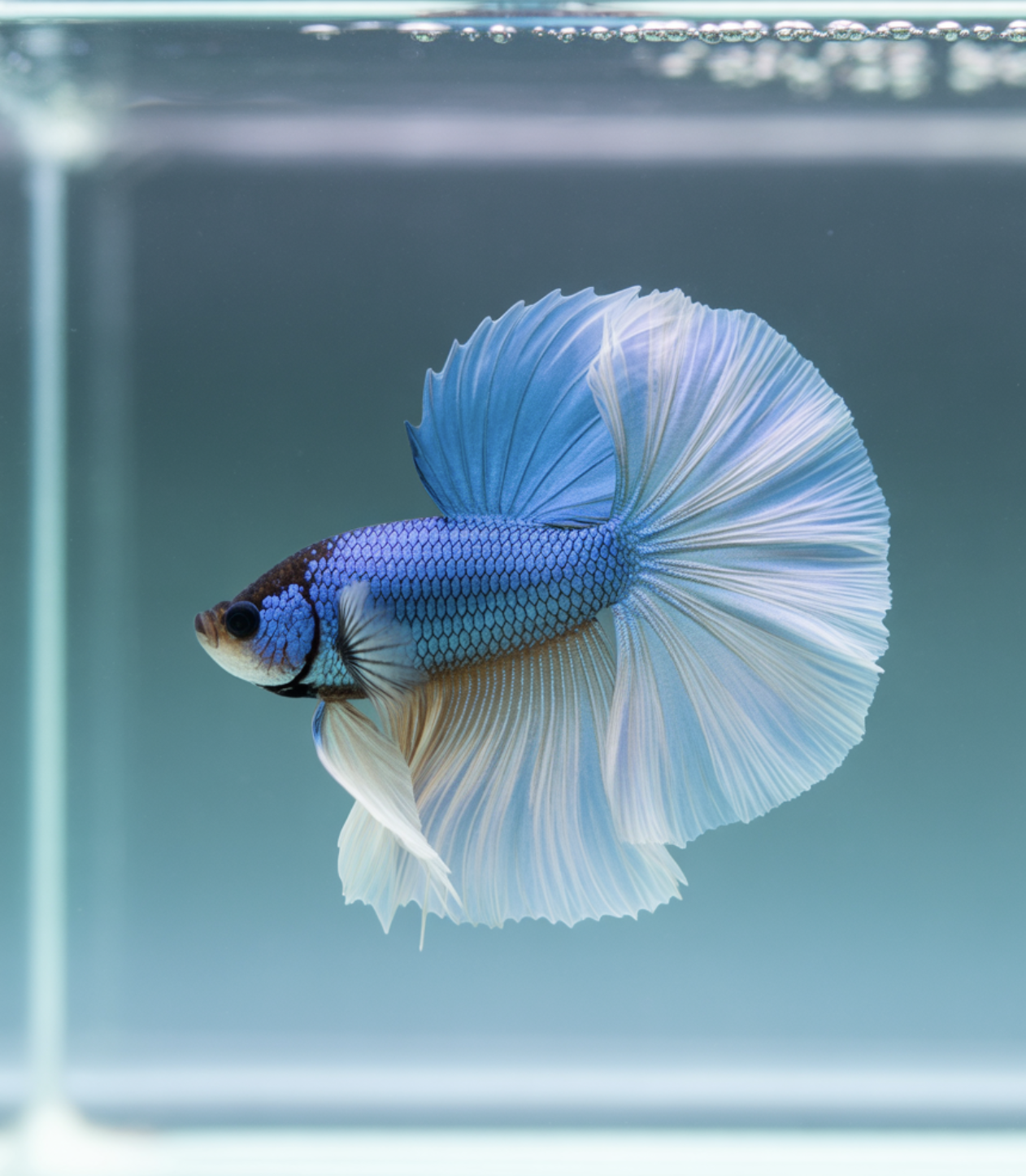 하프문 베타 - 물속을 유영하는 드레스