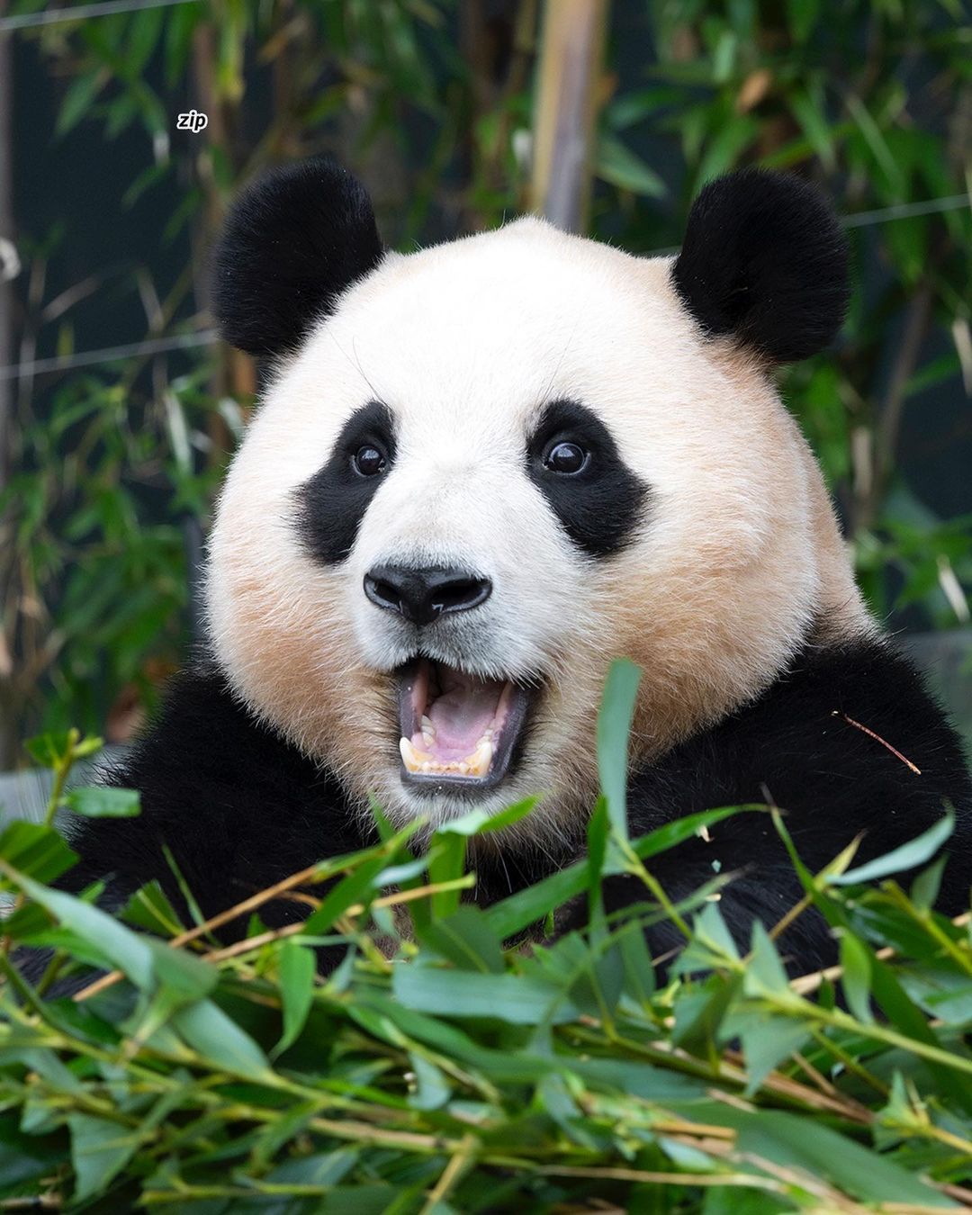 푸바오 마지막날