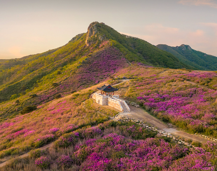 산청 황매산 철쭉2
