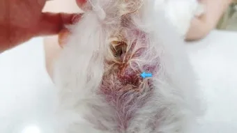 강아지 항문낭 안전하게 짜는 방법과 관리 요령_19