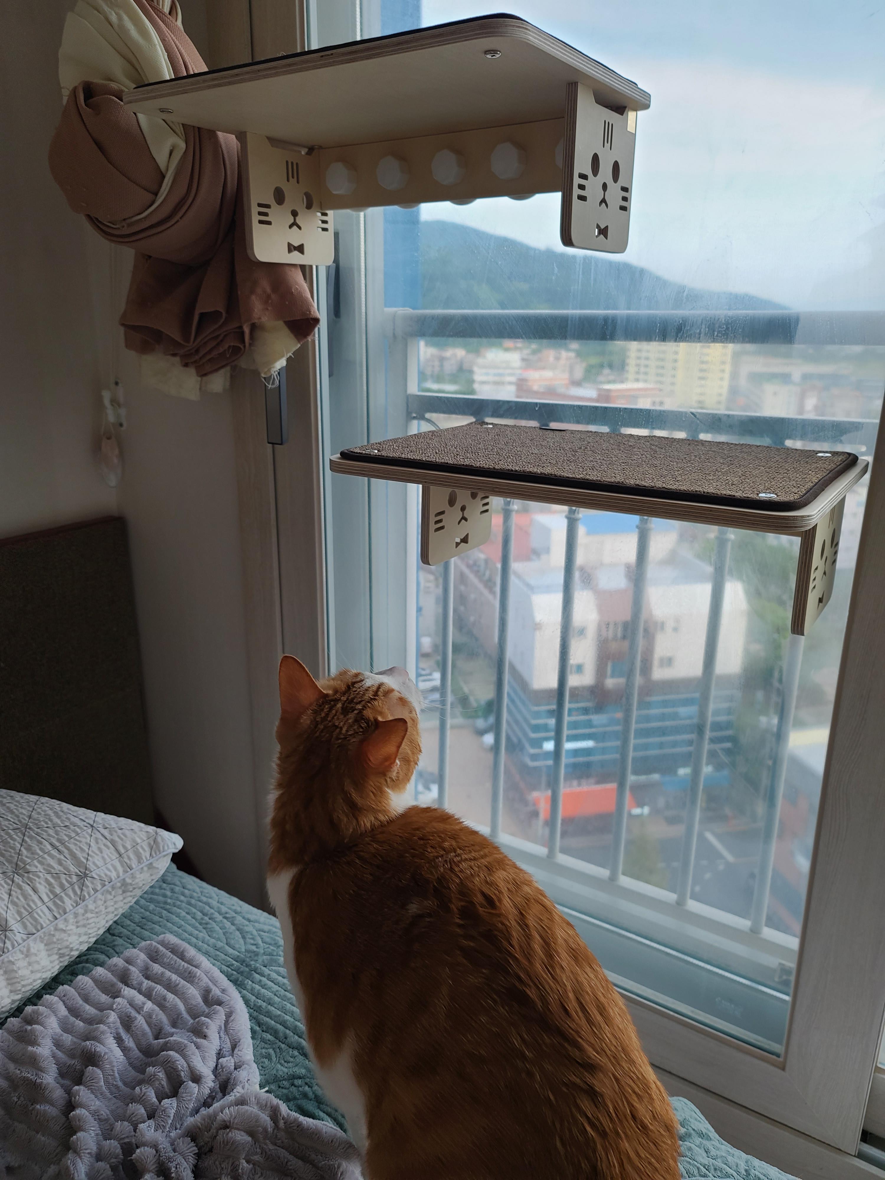 냥냥이들의 캣워크, 캣볼을 달았다. (내돈내산,스압주의)