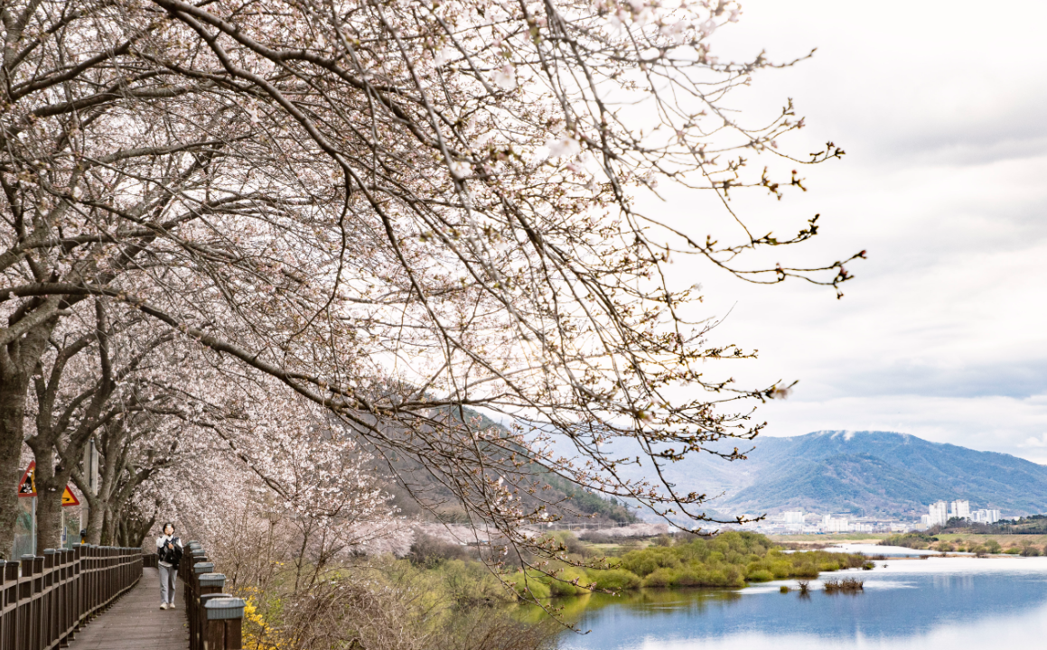 벚꽃 개화시기 총정리6